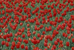 Pattern in tulip bed