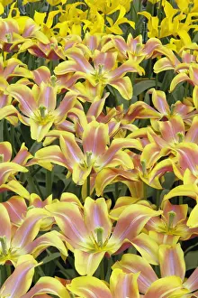 Images Dated 24th April 2008: Pattern of tulip flowers, Keukenhof Gardens; Lisse; Netherlands, Holland