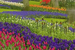 Grape Hyacinth Prints: Pattern of tulips
