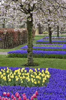 Images Dated 24th April 2008: Pattern of tulips and Grape Hyacinth flowers, Keukenhof Gardens, Lisse, Netherlands