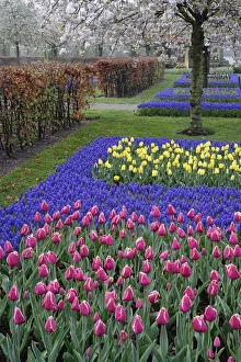 Grape Hyacinth Prints: Pattern of tulips and Grape Hyacinth flowers, Keukenhof Gardens, Lisse, Netherlands