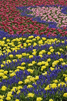Images Dated 24th April 2008: Pattern of tulips and Grape Hyacinth flowers, Keukenhof Gardens, Lisse, Netherlands