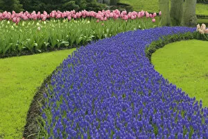 Images Dated 24th April 2008: Pattern of tulips and grape hyacinth flowers, Keukenhof Gardens; Lisse; Netherlands
