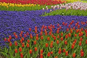 Images Dated 24th April 2008: Pattern of tulips and grape hyacinth flowers, Keukenhof Gardens, Lisse, Netherlands
