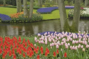 Images Dated 24th April 2008: Pattern of tulips and grape hyacinth flowers, Keukenhof Gardens, Lisse, Netherlands