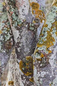 South America Prints: Pattern in twisted colorful tree trunks, San Cristobal Island, Galapagos Islands, Ecuador
