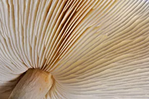 Fungi Gallery: Pattern on underside gills of mushroom