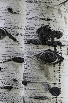 Knot Prints: Pattern on white aspen tree trunks, Uncompahgre National Forest, Sneffel Wilderness Area
