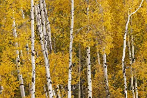 Pattern of white tree trunks among golden aspen leaves, Grand Teton National Park, Wyoming Pattern of white tree trunks among golden aspen leaves, Grand Teton National Park, Wyoming
