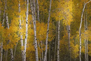 Pattern of white tree trunks among golden aspen leaves, Grand Teton National Park, Wyoming