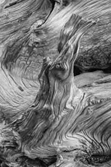 White Mountain Prints: Pattern in wood of Bristlecone pine, White Mountains, Inyo National Forest, California