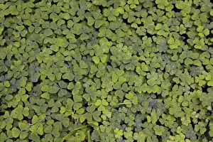 Redwood Prints: Pattern in wood Sorrel. Redwood National Park, California