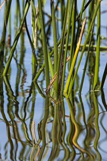 Michael Qualls Prints: Patterns amid the reflection of reeds in the waters of Lake Murray