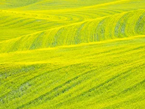 Images Dated 15th June 2016: Patterns in canola fields