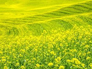 Landscape Prints: Patterns in canola fields