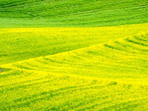 Images Dated 15th June 2016: Patterns in canola fields