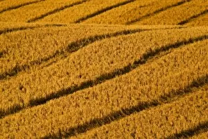 Patterns in freshly harvested wheat field made by combine wheels neat Kalispell Montana