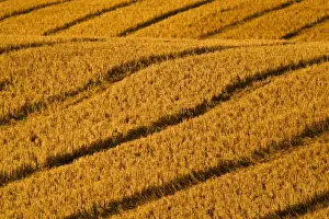Kalispell Prints: Patterns in freshly harvested wheat field made by combine wheels neat Kalispell Montana