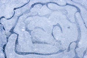 Freeze Prints: Patterns in a frozen puddle
