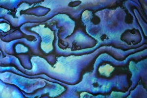 Images Dated 2nd December 2006: Paua Shell (Abalone)