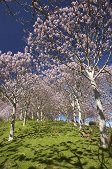 South Is Prints: Paulownia Plantation in Spring Flower