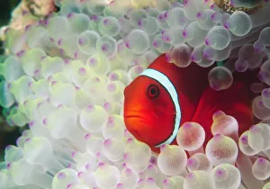Salt Water Prints: Paupau New Guinea, Great Barrier Reef, Spinecheek Anemonefish (Premnas biaculeatus)