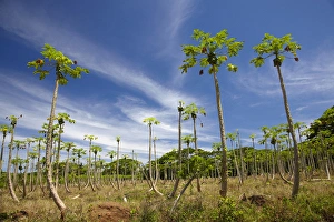 Fiji Prints: Pawpaw (papaya) plantation, Lower Sigatoka Valley, Sigatoka, Coral Coast, Viti Levu