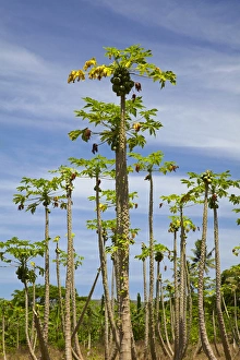 Pawpaw (papaya) plantation, Lower Sigatoka Valley, Sigatoka, Coral Coast, Viti Levu