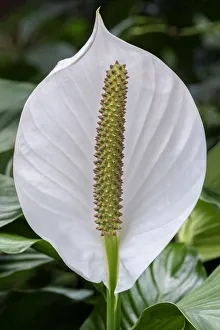 Inflorescence Prints: Peace Lily