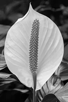 Images Dated 14th February 2021: Peace Lily