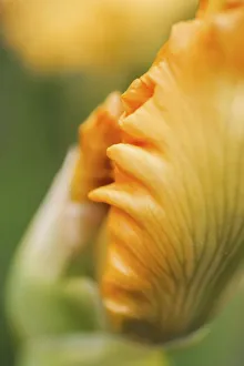 Peach bearded iris