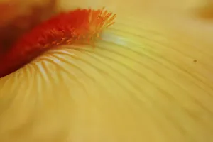 Peach bearded iris