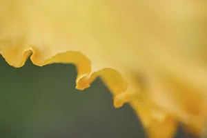 Peach bearded iris