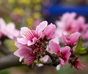 China Collection: Peach Blossom Close Macro, Village, Chengdu, Sichuan, China