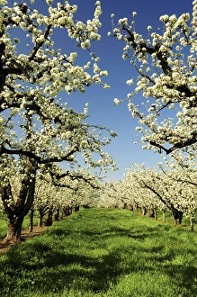 Perspective Prints: Peach Blossoms; Hood River; Oregon; USA