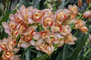 Peach Prints: Peach-colored Cymbidium Orchid