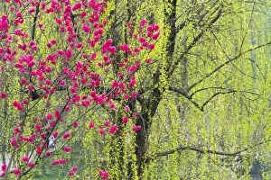 Peach Prints: Peach flowers and willow trees, Sichuan Province, China