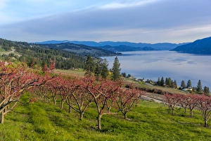 Peach Prints: Peach orchard in bloom in Lake Country, British Columbia, Canada