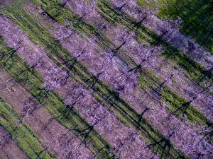 Prints of Peach orchard in spring, Marion County, Illinois Images Dated 2019 December: Peach orchard in spring, Marion County, Illinois