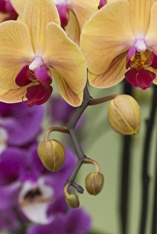 Flora Prints: Peach orchid blooms