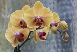 Flora Prints: Peach orchid blooms