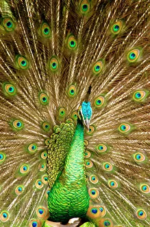 Plumage Prints: Peacock displaying