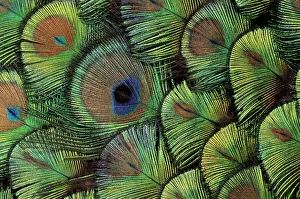 Peacock feather