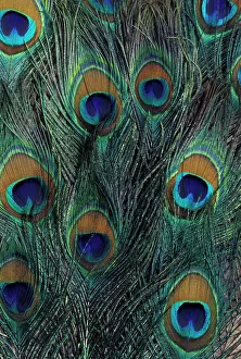Peacock feather design