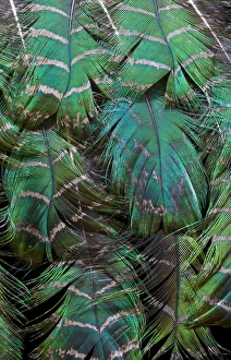 Teal Prints: Peacock feather design layering