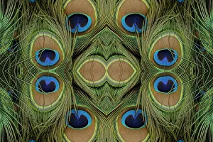 Spot Prints: Peacock feathers
