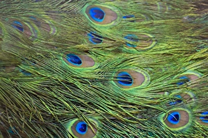 Region Prints: Peacock feathers, Manila, Philippines