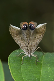 Peacock Katydid (Pterochroza sp.) wing eye-spot, Yasuni National Park, Amazon Rainforest Peacock Katydid (Pterochroza sp.) wing eye-spot, Yasuni National Park, Amazon Rainforest