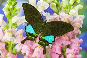 Turquoise Prints: The Peacock Swallowtail Butterfly, Papilio Karna Iruane