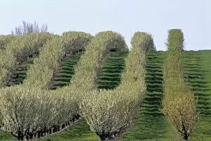 Images Dated 9th May 2007: A pear tree orchard in Fruitland, Idaho